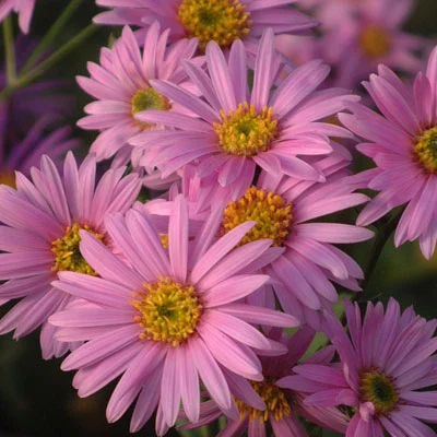 Smart Money Dumps Aster: Why they're running and if you should too